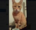 Χάθηκε μονόφθαλμη ξανθιά γάτα στην Πρέβεζα από την οδό Χρήστου Κοντού