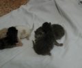 Λέσβος: Βρήκε 4 νεογέννητα γατάκια πεταμένα σε κάδο σκουπιδιών στη Μυτιλήνη