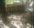Γιάννενα: «Δικά μου είναι τα σκυλιά άμα γουστάρω βγάζω την καραμπίνα και τα σκοτώνω» είπε ιδιοκτήτης ζώων