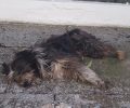 Συνεχίζεται η εξόντωση των αδέσποτων ζώων με φόλες στη Γιάννουλη Λάρισας