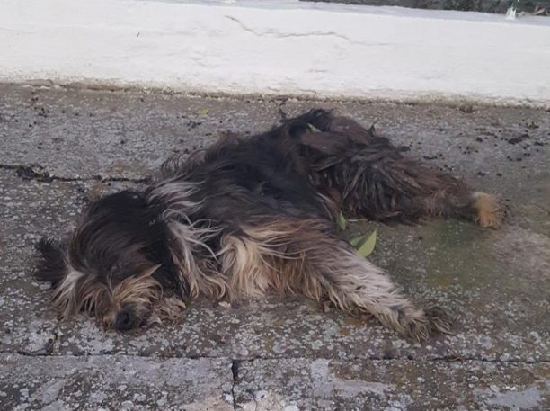 Συνεχίζεται η εξόντωση των αδέσποτων ζώων με φόλες στη Γιάννουλη Λάρισας