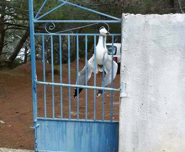 Κρέμασε γλάρο στην πόρτα του νεκροταφείου στα Αυλάκια Σάμου