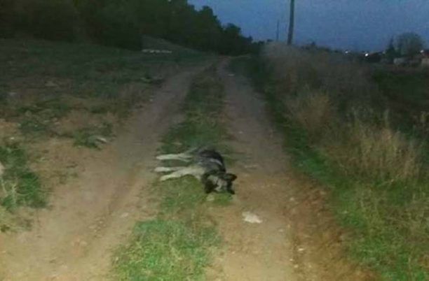 Με φόλες δηλητηρίασε ζώα σε Φλογητά και Νέα Πλαγιά Χαλκιδικής