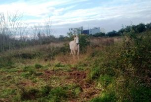 Χανιά: Αμαξάς άφηνε τα άλογα του εκτεθειμένα στις καιρικές συνθήκες χωρίς καμιά προφύλαξη