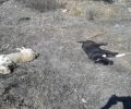 Χασιά Αττικής: Βρήκε δύο σκυλιά νεκρά, πυροβολημένα με καραμπίνα