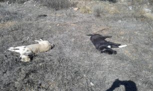 Χασιά Αττικής: Βρήκε δύο σκυλιά νεκρά, πυροβολημένα με καραμπίνα