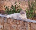 Χάθηκε αρσενική γάτα ράτσας Ragdoll στη Σταμάτα Αττικής