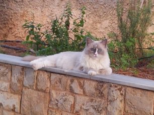 Χάθηκε αρσενική γάτα ράτσας Ragdoll στη Σταμάτα Αττικής