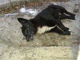 Ημαθία: Με φόλες δηλητηρίασαν σκυλιά και στην Καλλιθέα Βέροιας  