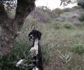 Κάρπαθος: Ακόμα ένας σκύλος απαγχονισμένος βρέθηκε να κρέμεται σε δέντρο στον Όθο