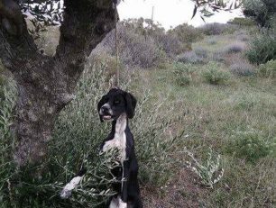 Κάρπαθος: Ακόμα ένας σκύλος απαγχονισμένος βρέθηκε να κρέμεται σε δέντρο στον Όθο