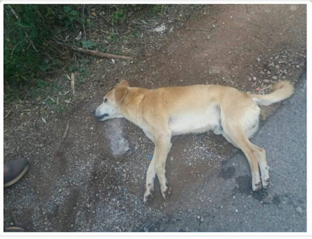 Μεσσηνία: 4 σκυλιά νεκρά από φόλες στον Καρτελά και ένα στους Γαργαλιάνους