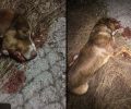 Καστελλόκαμπος Αχαΐας: Κυνηγός μεθυσμένος πυροβόλησε με καραμπίνα και σκότωσε τον αδέσποτο σκύλο μέσα στον οικισμό