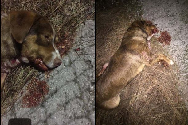 Καστελλόκαμπος Αχαΐας: Κυνηγός μεθυσμένος πυροβόλησε με καραμπίνα και σκότωσε τον αδέσποτο σκύλο μέσα στον οικισμό