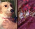 Κέρκυρα: Δύο σκυλιά πυροβολημένα σε μερικές ώρες, το ένα εξ επαφής στο κεφάλι