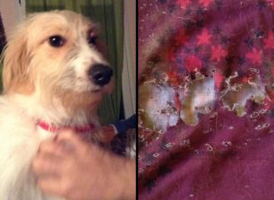 Κέρκυρα: Δύο σκυλιά πυροβολημένα σε μερικές ώρες, το ένα εξ επαφής στο κεφάλι