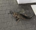 Τέσσερις γάτες νεκρές από φόλες στην Κυψέλη της Αθήνας