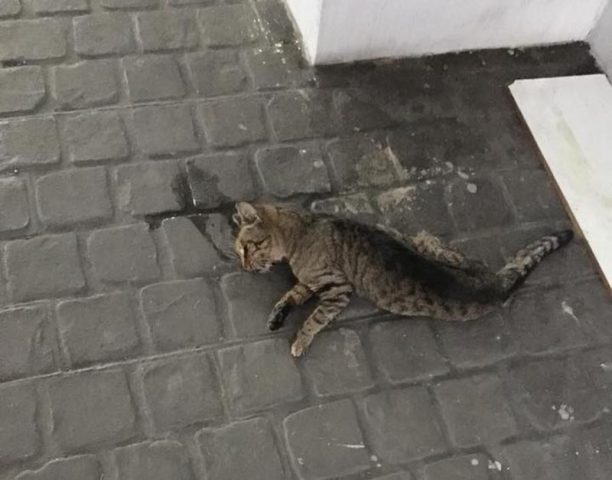 Τέσσερις γάτες νεκρές από φόλες στην Κυψέλη της Αθήνας