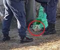 Καταδικάστηκε χωρίς αναστολή ο άνδρας που σκότωσε τον σκύλο του στα Κύργια Δράμας