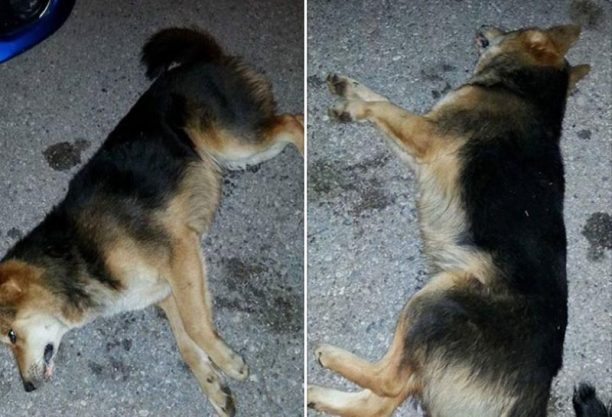 Ακόμα δύο σκυλιά δηλητηριάστηκαν από φόλες στο Λιτόχωρο Πιερίας