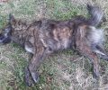 Χωρίς σταματημό η δολοφονία αδέσποτων ζώων με φόλες στο Λιτόχωρο Πιερίας