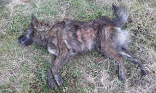 Χωρίς σταματημό η δολοφονία αδέσποτων ζώων με φόλες στο Λιτόχωρο Πιερίας