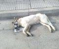 Λιβαδειά Βοιωτίας: Ο νεκρός από φόλα σκύλος «περιμένει» τους μαθητές του 4ου Δημοτικού Σχολείου