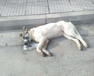 Λιβαδειά Βοιωτίας: Ο νεκρός από φόλα σκύλος «περιμένει» τους μαθητές του 4ου Δημοτικού Σχολείου