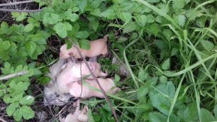 Λέσβος: Βρήκαν 5 νεογέννητα κουταβάκια κλεισμένα σε σακούλα στα Λουτρά