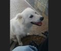 Αναζητούν τον άσπρο σκύλο που εξαφανίστηκε από την Αγία Αικατερίνη Ηρακλείου Κρήτης