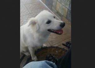 Αναζητούν τον άσπρο σκύλο που εξαφανίστηκε από την Αγία Αικατερίνη Ηρακλείου Κρήτης
