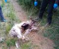 Μεσημβρία Έβρου: Έριξε δηλητήριο στο πτώμα κατσίκας και με τη φόλα σκότωσε ζώα