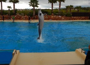 Θα επιτρέψει το Υπουργείο Περιβάλλοντος ακόμα 3 δελφίνια να ζήσουν αιχμάλωτα στο δελφινάριο του Αττικού Ζωολογικού Πάρκου;