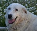 Σώσαμε τον σκύλο από βέβαιο πνιγμό στη Δάφνη Αιτωλοακαρνανίας & αναζητούμε γι' αυτόν ένα σπιτικό (βίντεο)