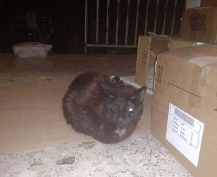 Βρήκαν τη γάτα με εγκαύματα από πετρέλαιο στο Μοσχάτο της Αττικής