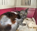 Χρειάζεται σπιτικό η γάτα που βρέθηκε στο Μοσχάτο Αττικής με εγκαύματα από πετρέλαιο