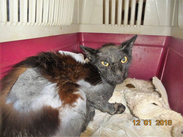 Χρειάζεται σπιτικό η γάτα που βρέθηκε στο Μοσχάτο Αττικής με εγκαύματα από πετρέλαιο