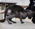 Βρήκαν τη γάτα λουσμένη με πετρέλαιο σε εγκαταλελειμμένο σπίτι στη Νέα Φιλαδέλφεια Αττικής