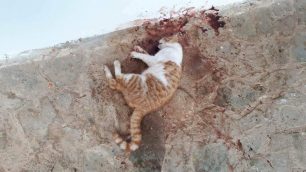 Πυροβολημένη στο κεφάλι η γάτα που βρέθηκε νεκρή στη Νέα Μάκρη Αττικής
