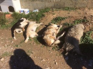 4 αδέσποτα σκυλιά νεκρά από φόλες στη Νέα Πέραμο Αττικής