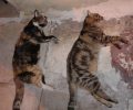 Αθήνα: Βρήκαν γάτες δηλητηριασμένες από φόλες στον Νέο Κόσμο