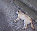 Εννιά σκυλιά νεκρά από φόλες στον Νέο Σκοπό Σερρών