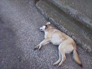 Εννιά σκυλιά νεκρά από φόλες στον Νέο Σκοπό Σερρών