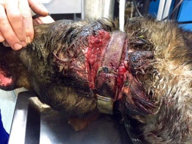 Ωρωπός Αττικής: Βρήκαν τον σκύλο να υποφέρει από το περιλαίμιο που σάπιζε στον λαιμό του