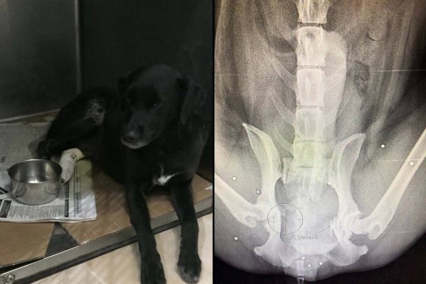 Και πυροβολημένος ο σκύλος που βρέθηκε χτυπημένος από όχημα κοντά στην Οβρυά Αχαΐας
