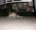 Αγία Βαρβάρα Αττικής: Έκκληση για τη σωτηρία παράλυτης γάτας που σέρνεται στον δρόμο