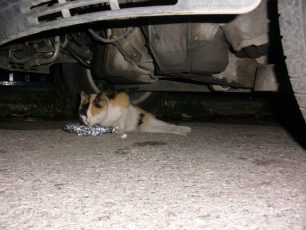 Αγία Βαρβάρα Αττικής: Έκκληση για τη σωτηρία παράλυτης γάτας που σέρνεται στον δρόμο