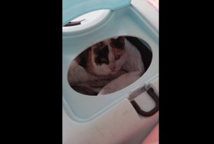 Στον κτηνίατρο μεταφέρεται η παράλυτη γάτα που σερνόταν στον δρόμο στην Αγία Βαρβάρα Αττικής