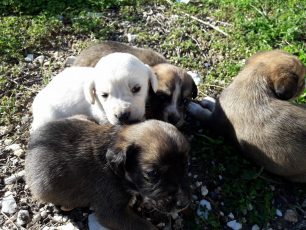 Πάρος: Εγκατέλειψε τα τέσσερα σκυλάκια για να τα ξεφορτωθεί