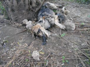 Πετροχώρι Αχαΐας: Άφησε τον σκύλο δεμένο σε ελιά να πεθάνει από ασιτία και πείνα